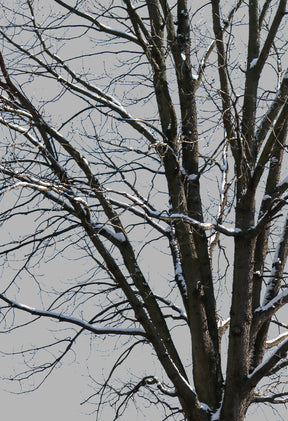 Snow Winter Oak tree L10