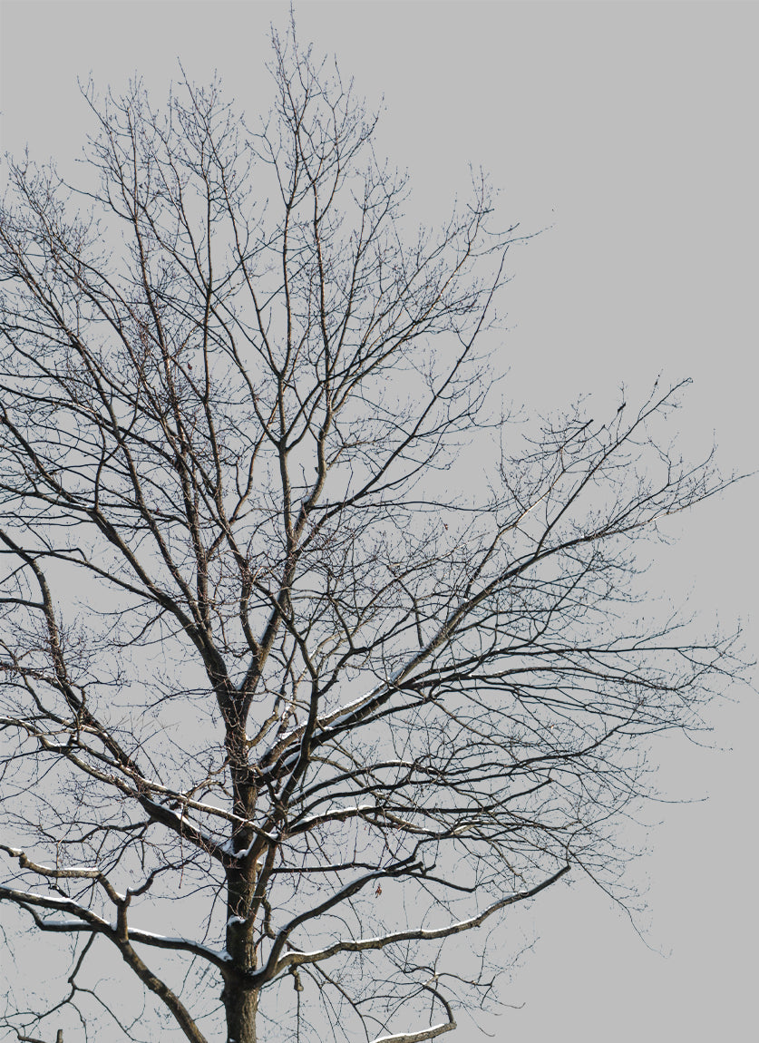 Snow Winter Oak tree L11