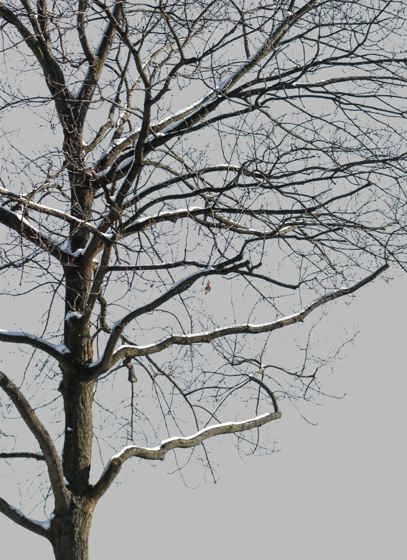 Snow Winter Oak tree L11