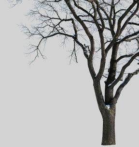 Snow Winter Oak tree L1