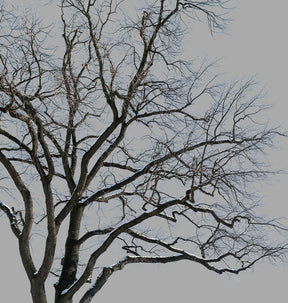 Snow Winter Oak tree L1