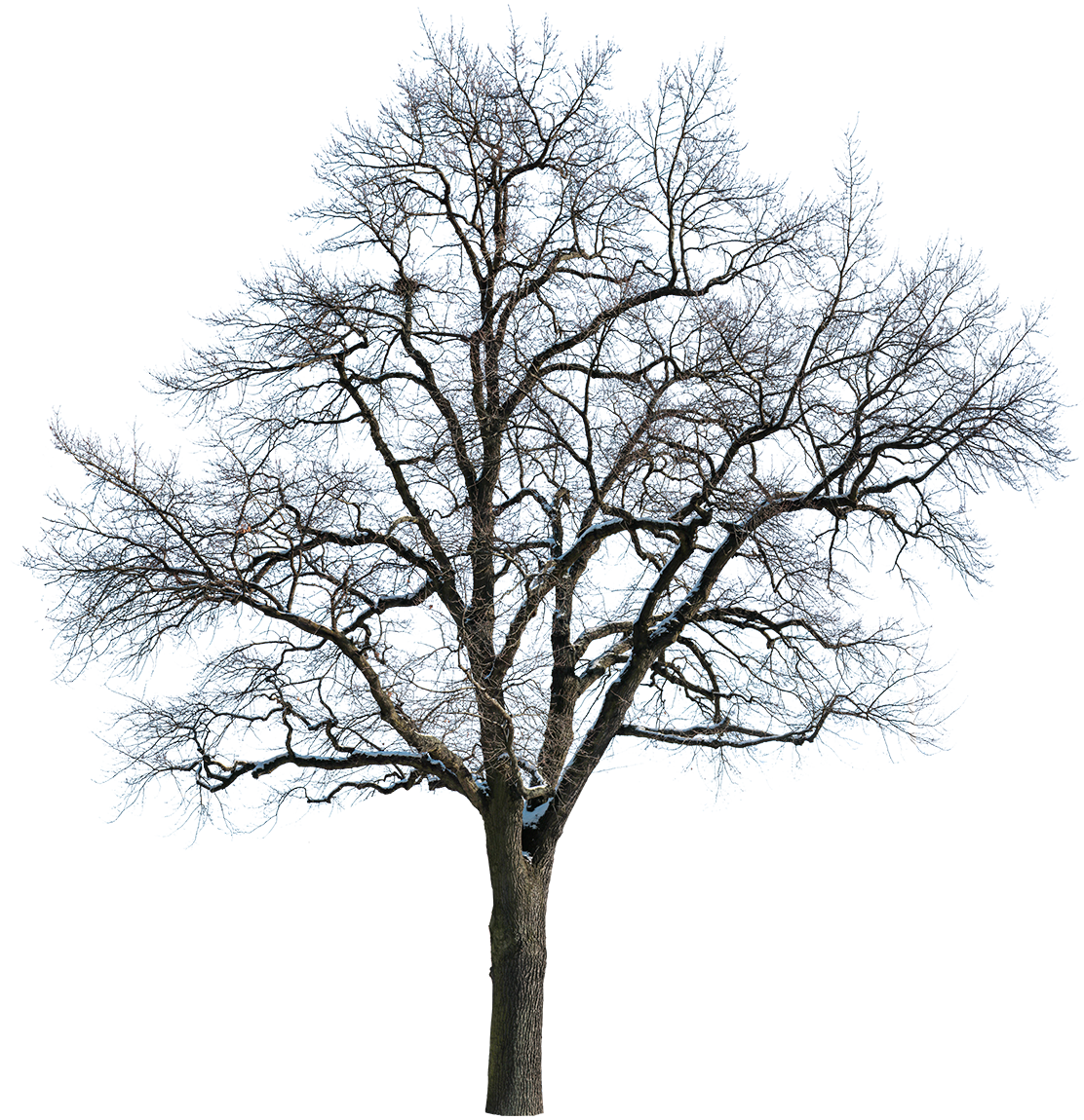 Snow Winter Oak tree L2