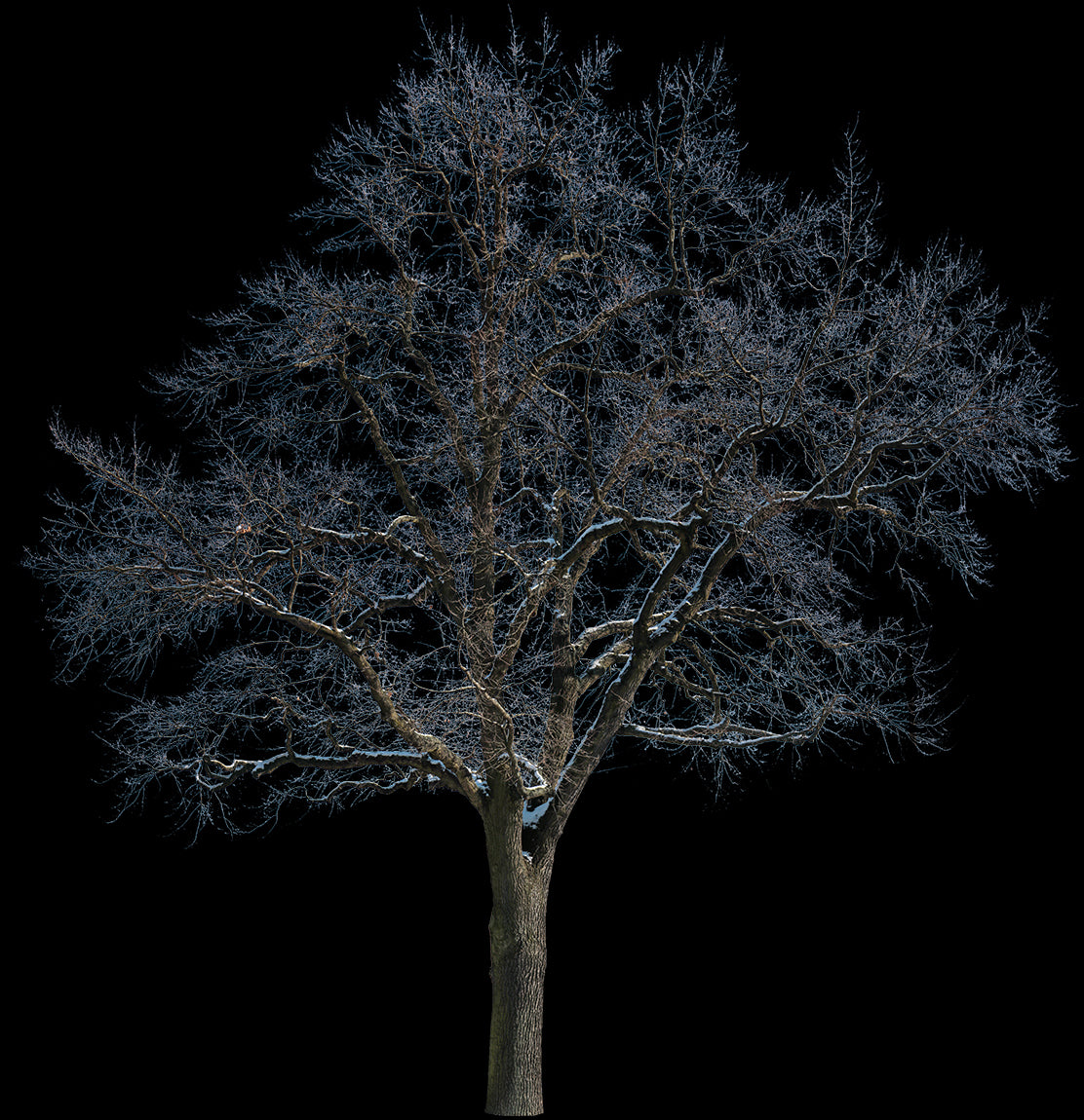 Snow Winter Oak tree L2