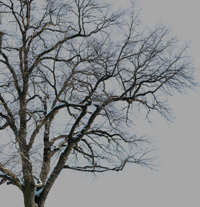 #32 - Winter Tree — aows