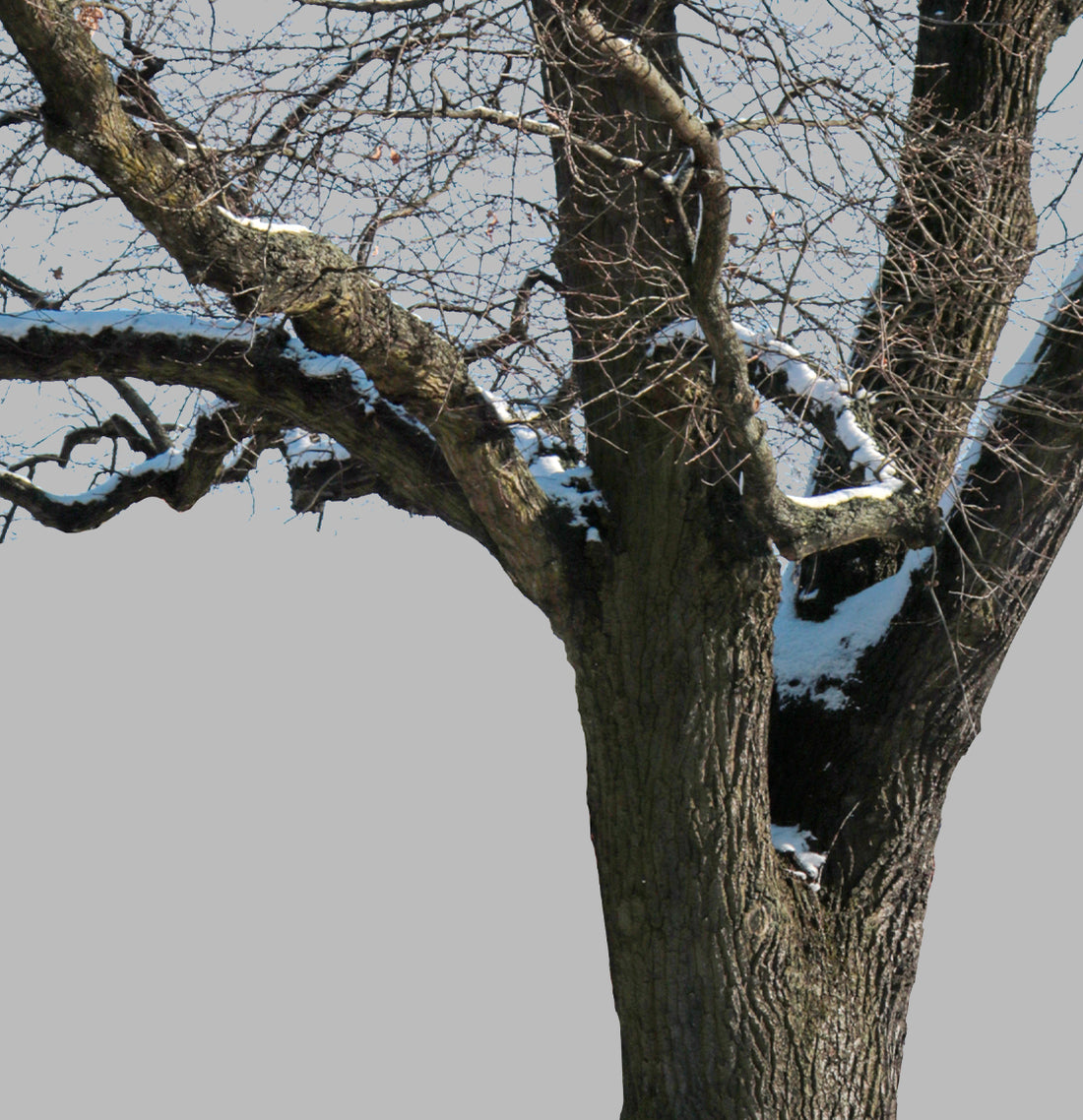 Snow Winter Oak tree L2 – Cutout|trees