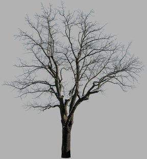 Snow Winter Oak tree L3