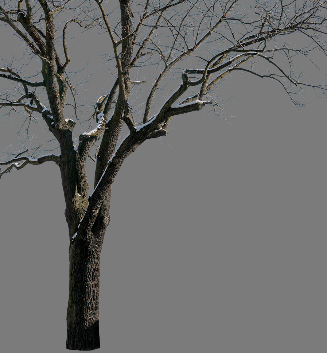 Snow Winter Oak tree L3