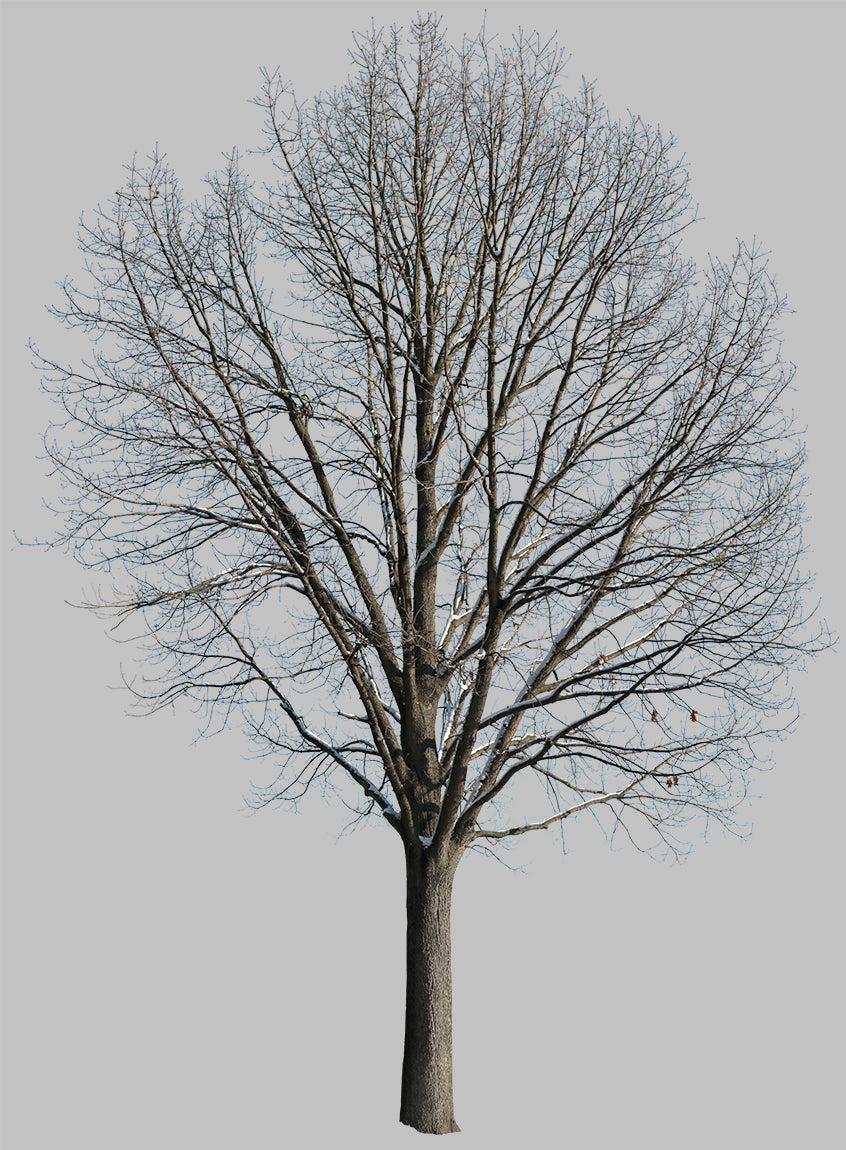 Snow Winter Oak tree L4