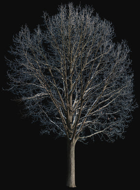 Snow Winter Oak tree L4