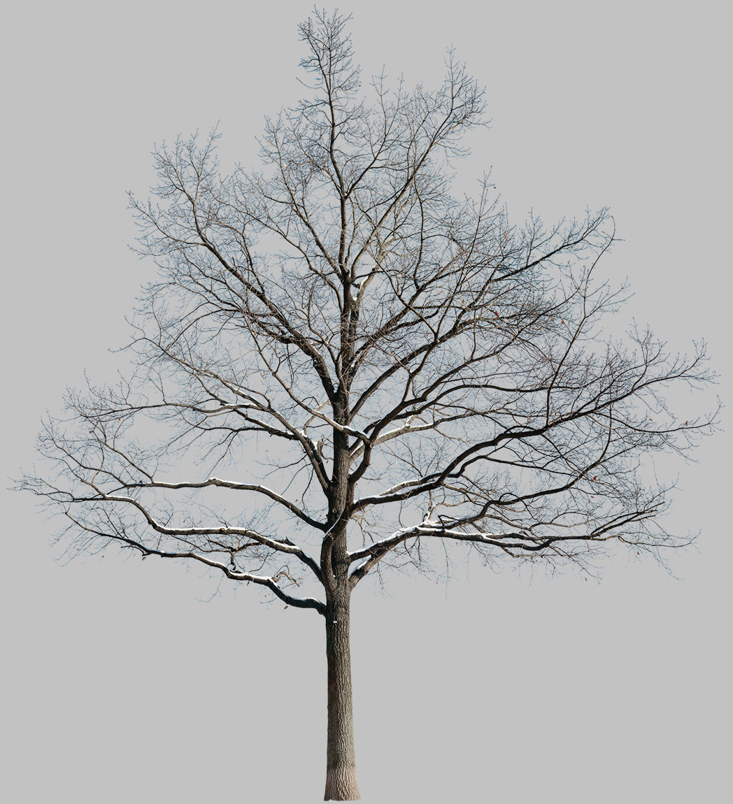 Snow Winter Oak tree L5