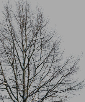 Snow Winter Oak tree L6