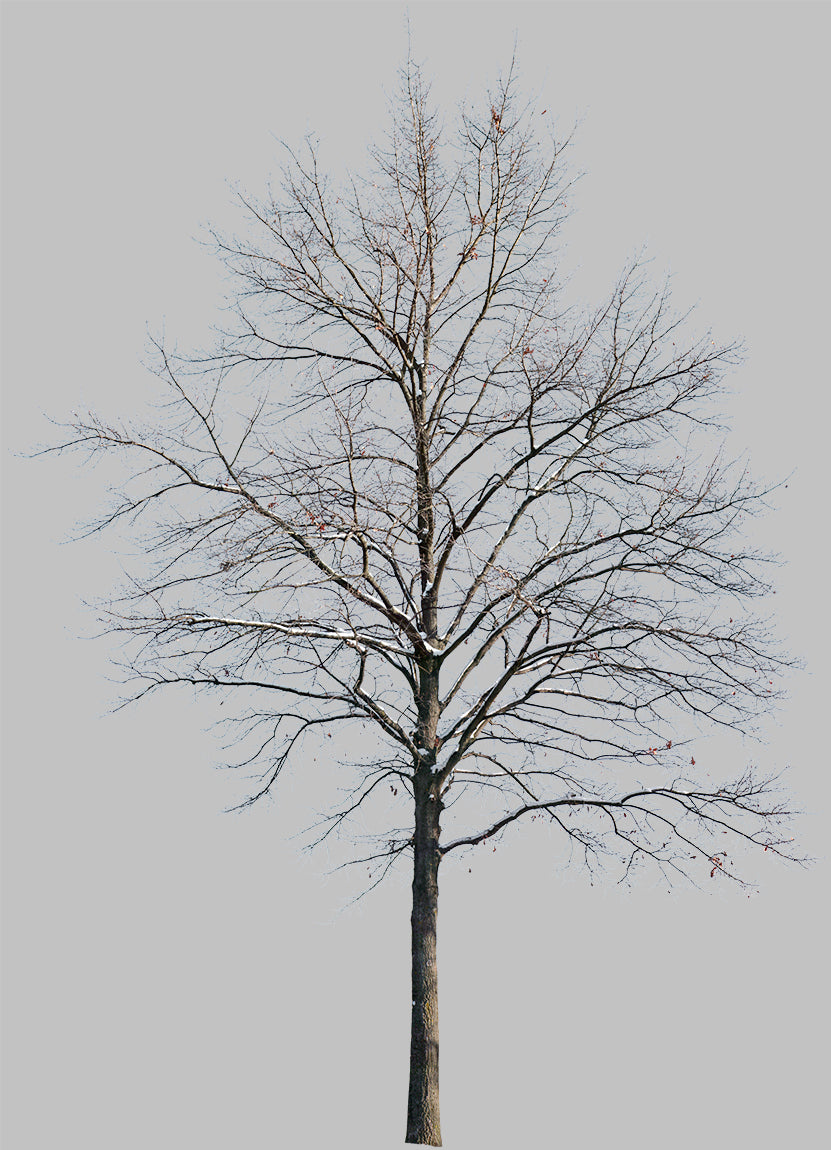 Snow Winter Oak tree L7