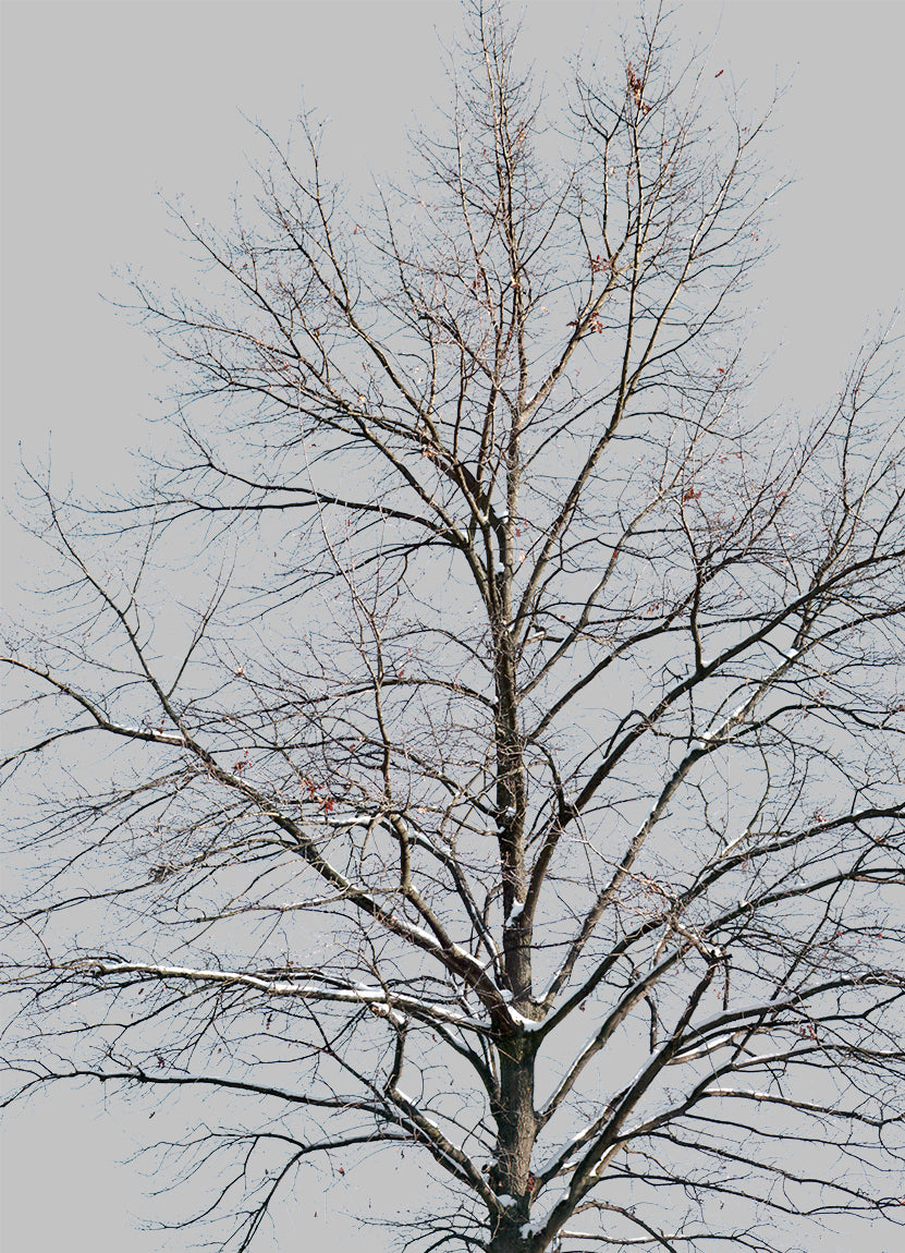 Snow Winter Oak tree L7