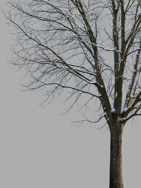 Snow Winter Oak tree L8