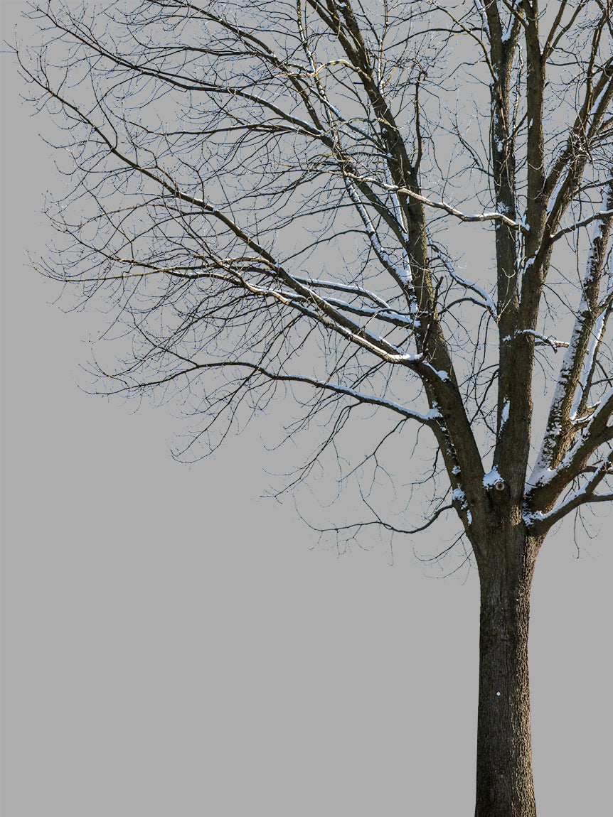 Snow Winter Oak tree L8