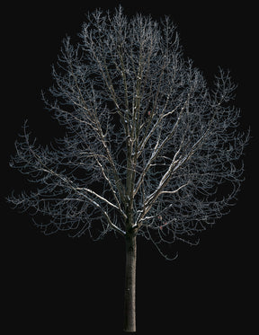Snow Winter Oak tree L9