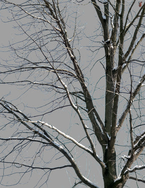 Snow Winter Oak tree L9