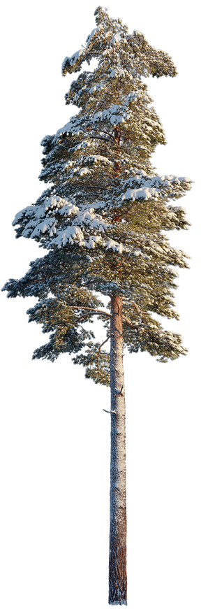 Snow Winter Pine tree L1