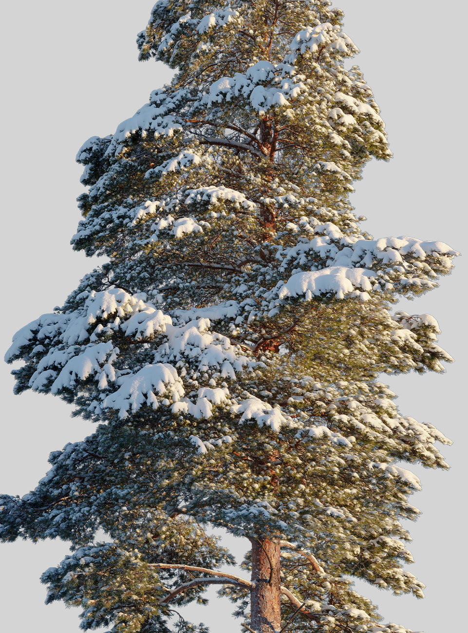 Snow Winter tree L2
