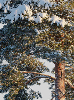 Snow Winter Pine tree L1