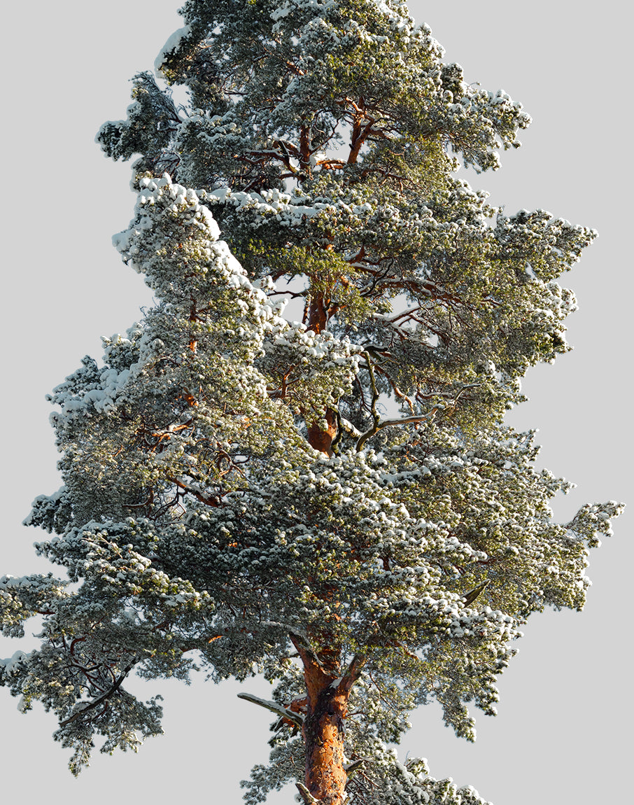 Snow Winter Pine tree L2