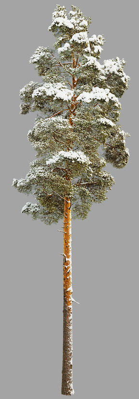 Snow Winter Pine tree L3