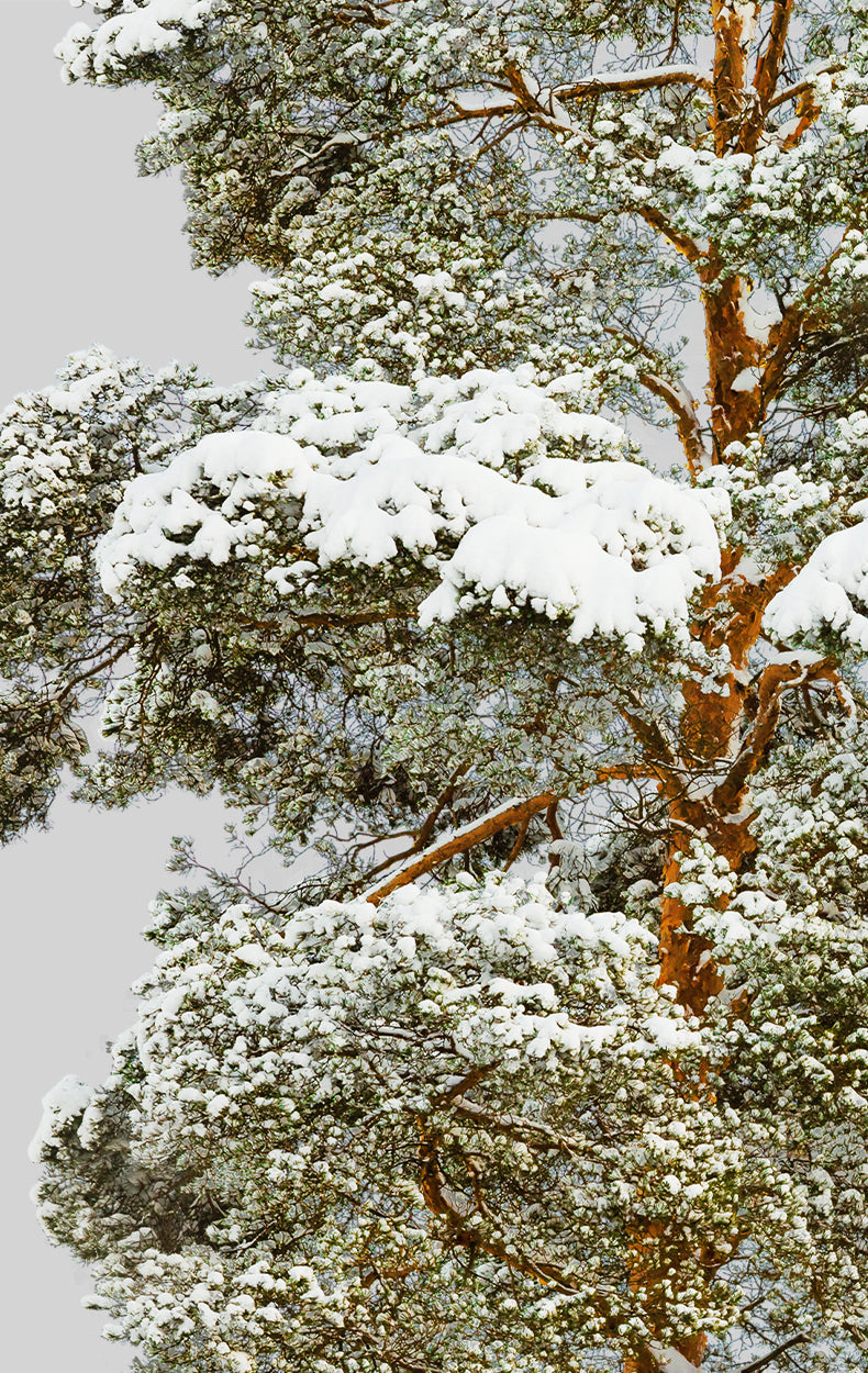 Snow Winter Pine tree L3