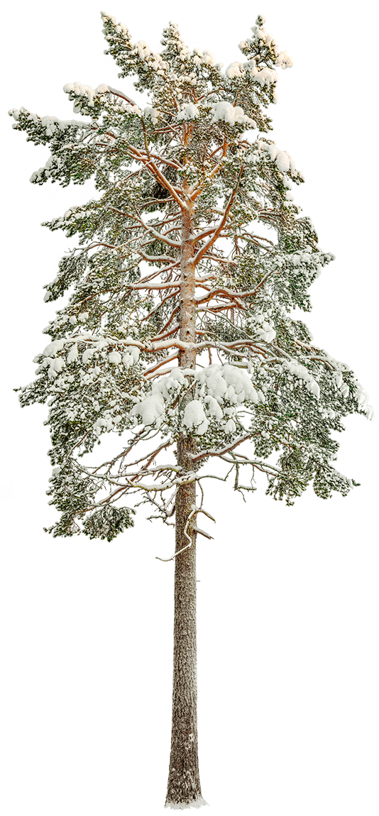 Snow Winter Pine tree L4