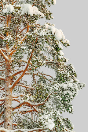 Snow Winter Pine tree L4