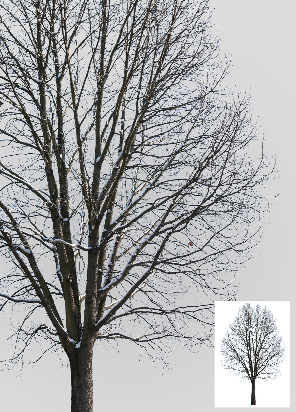 Winter Snow Trees PNG Package — 28 Snow-Covered Cutouts – Cutout|trees