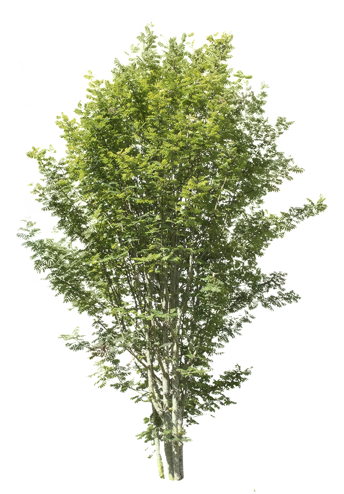 Sorbus aucuparia - cutout trees
