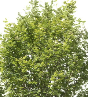Sorbus aucuparia - cutout trees