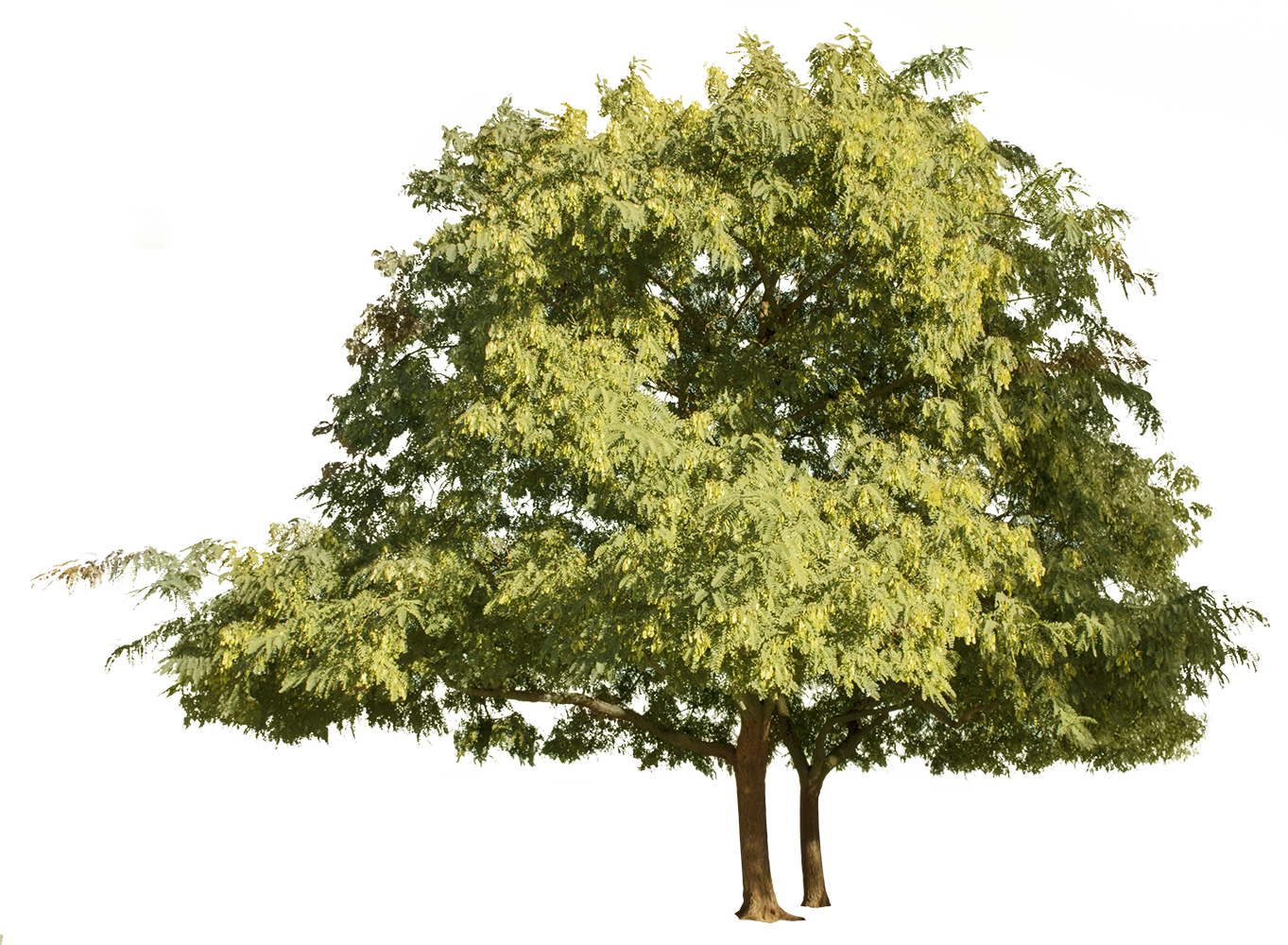 Tipuana tipu Group - cutout trees