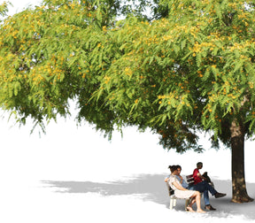 Tipuana trees + people - cutout trees