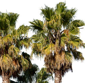 Palm tree - Washingtonia robusta Group II - cutout trees