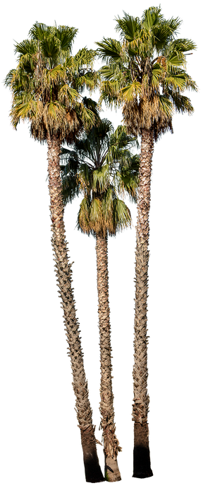 Palm tree - Washingtonia robusta Group II - cutout trees