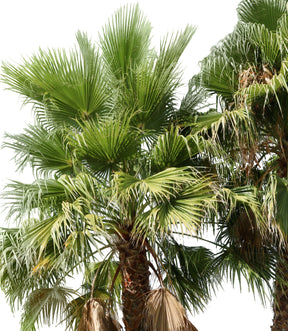 Palm tree - Washingtonia robusta Group - cutout trees