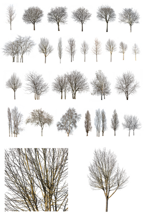 27 Winter trees Pack - cutout trees
