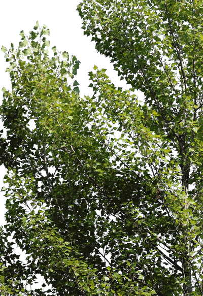 Diverse Trees PNG Package — 29 Mixed Species Cut Out Trees – Cutout|trees