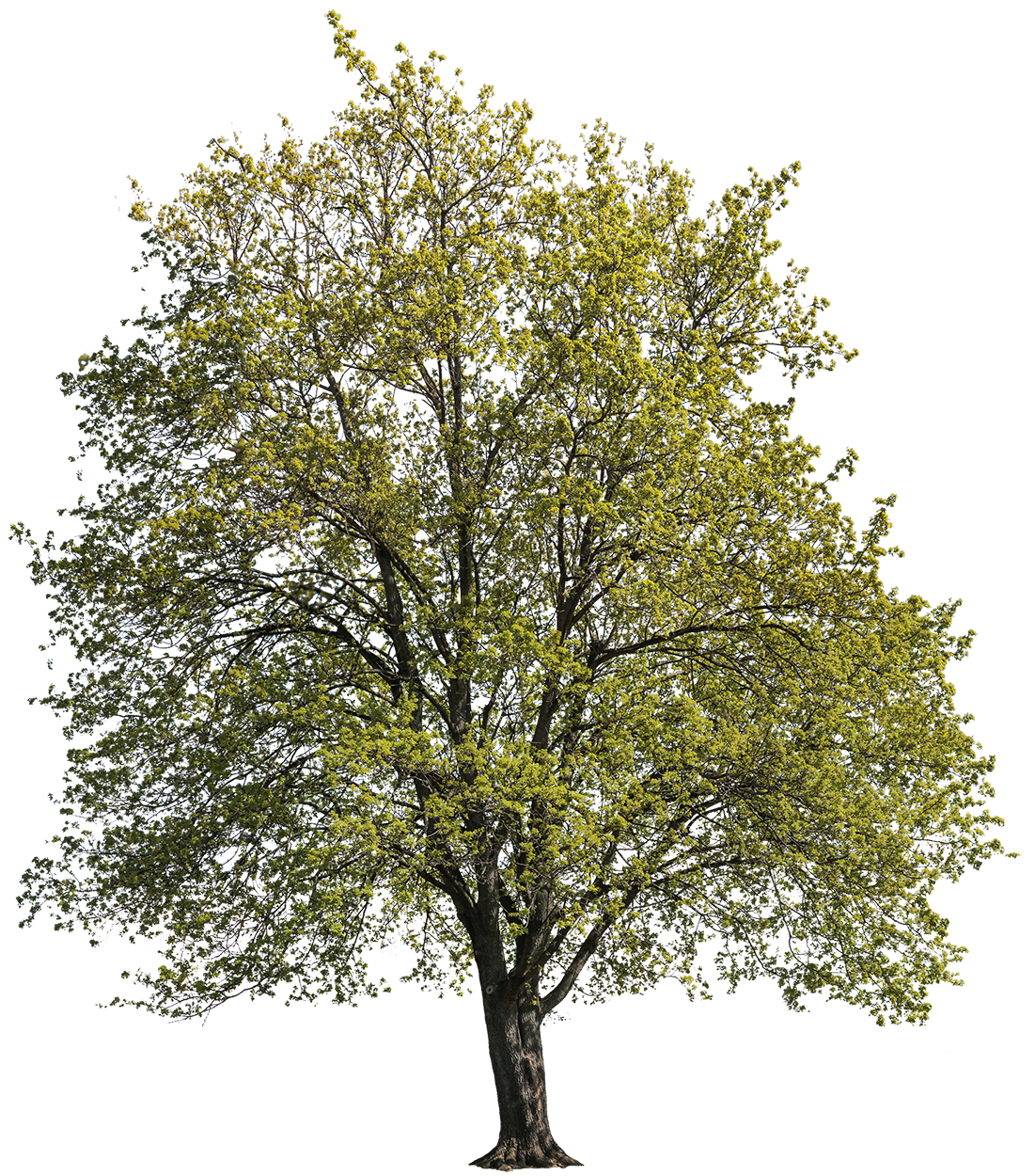maple tree 