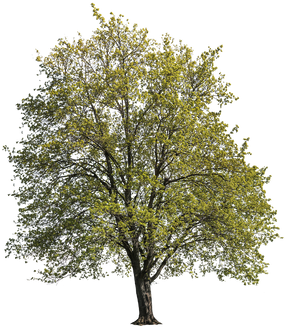maple tree 