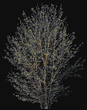 Acer campestre m01 - cutout trees
