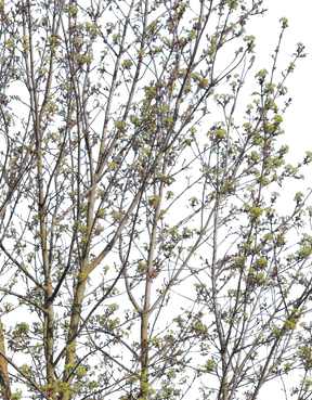Acer campestre m01 - cutout trees