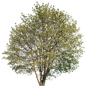 Multi-stemmed maple tree 