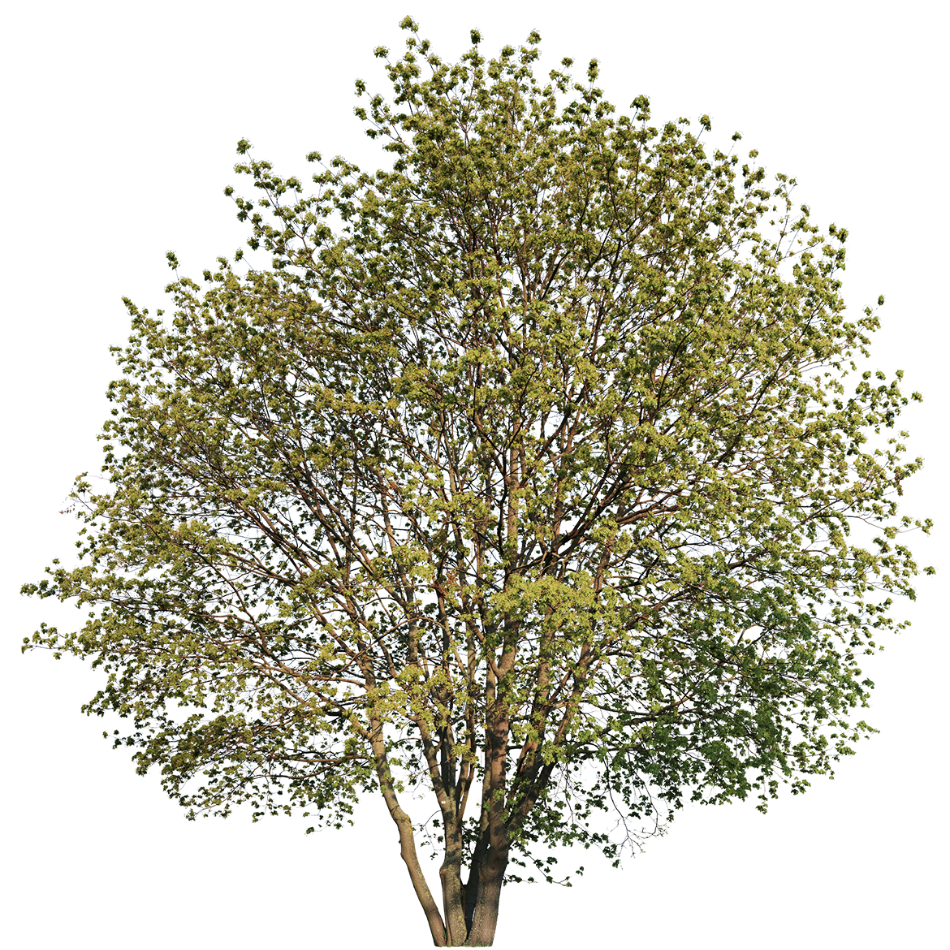 Multi-stemmed maple tree 