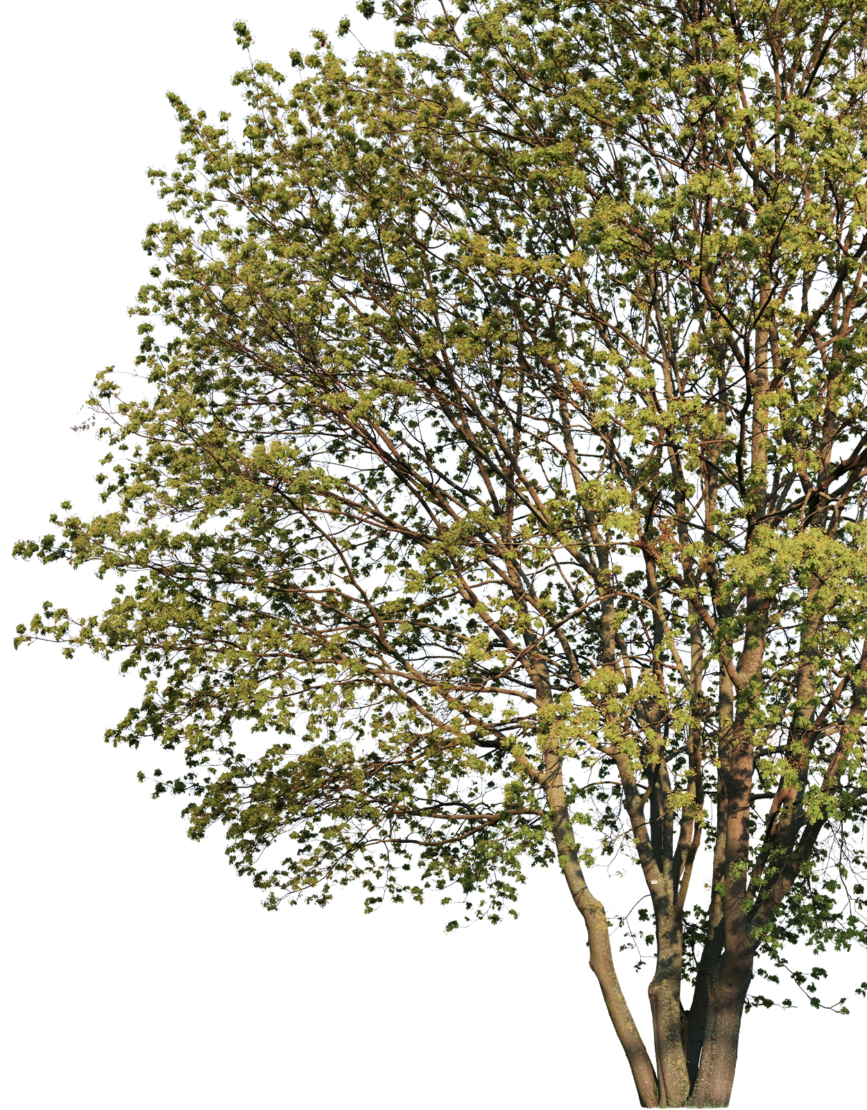 Acer campestre m02 - cutout trees