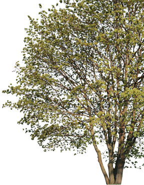 Acer campestre m02 - cutout trees