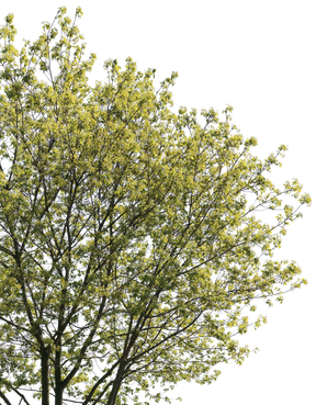 Acer campestre m03 - cutout trees