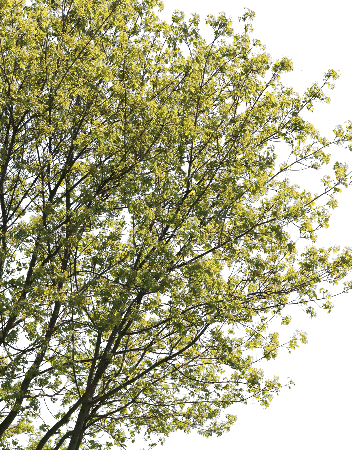 Acer campestre m03 - cutout trees