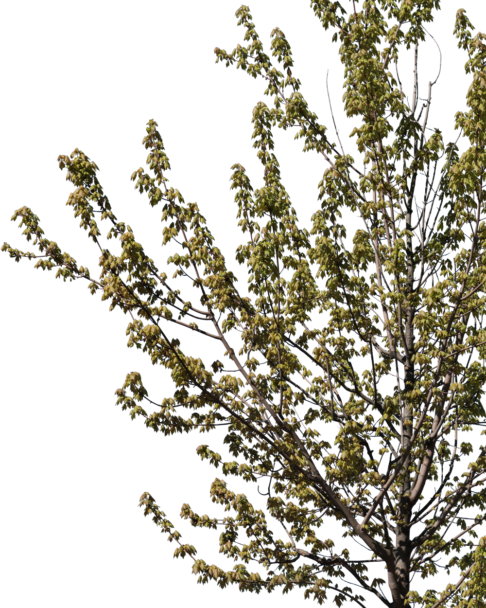 Acer platanoides 2 - cutout trees